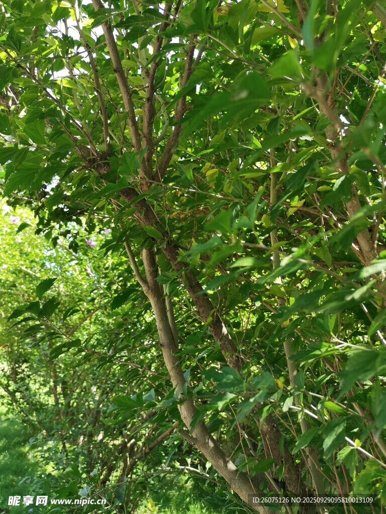茂密樹林中的繁茂枝葉