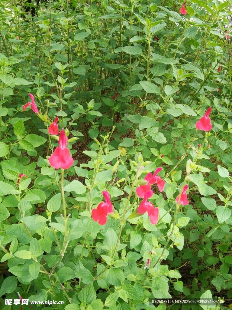 綠葉叢中的艷麗紅花朵