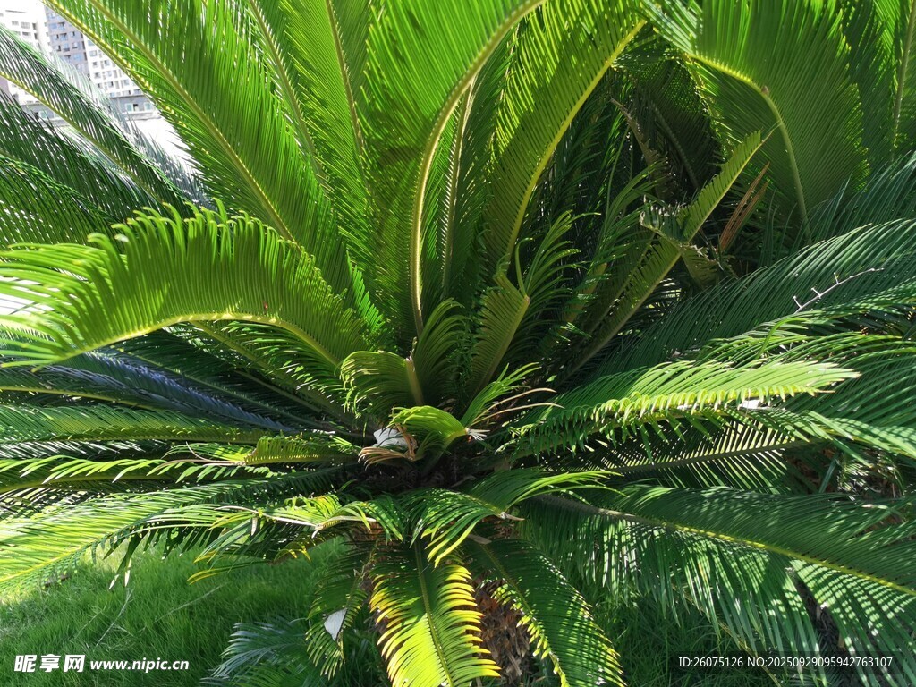 翠綠蘇鐵植物特寫