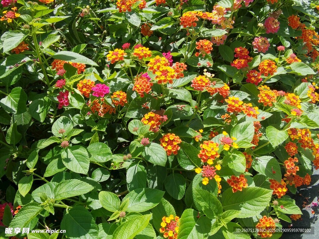 多彩花卉綻放生機(jī)
