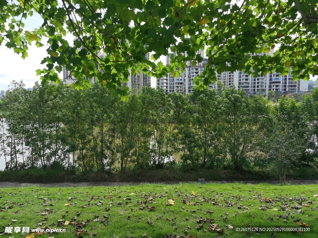 綠意盎然的戶外公園景致
