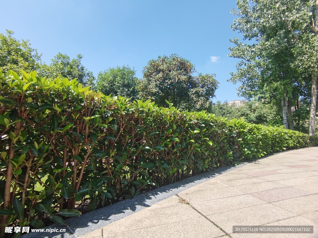 路邊整齊綠植景觀