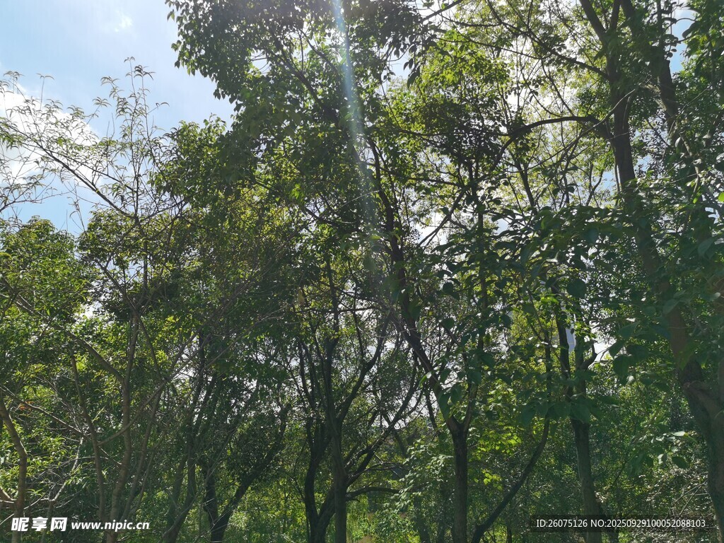 茂密樹林中的陽光景象