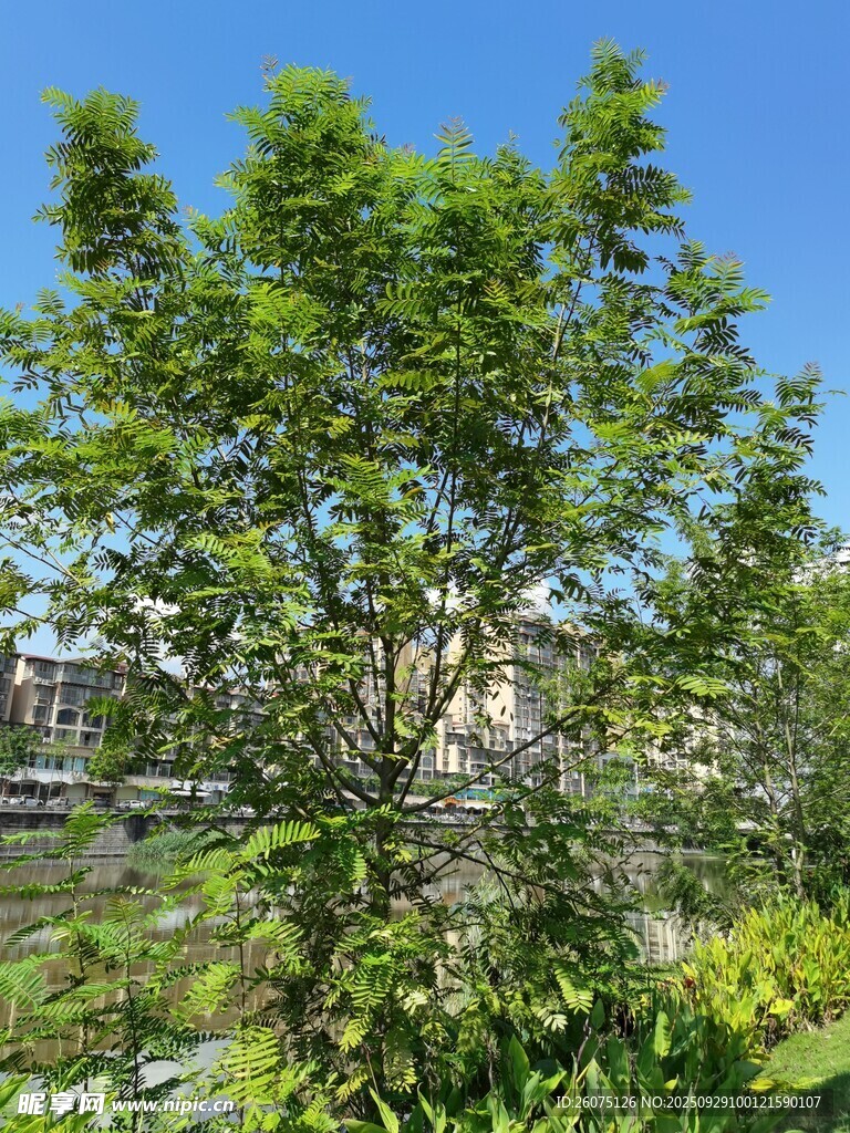 陽(yáng)光下的蔥郁綠樹(shù)