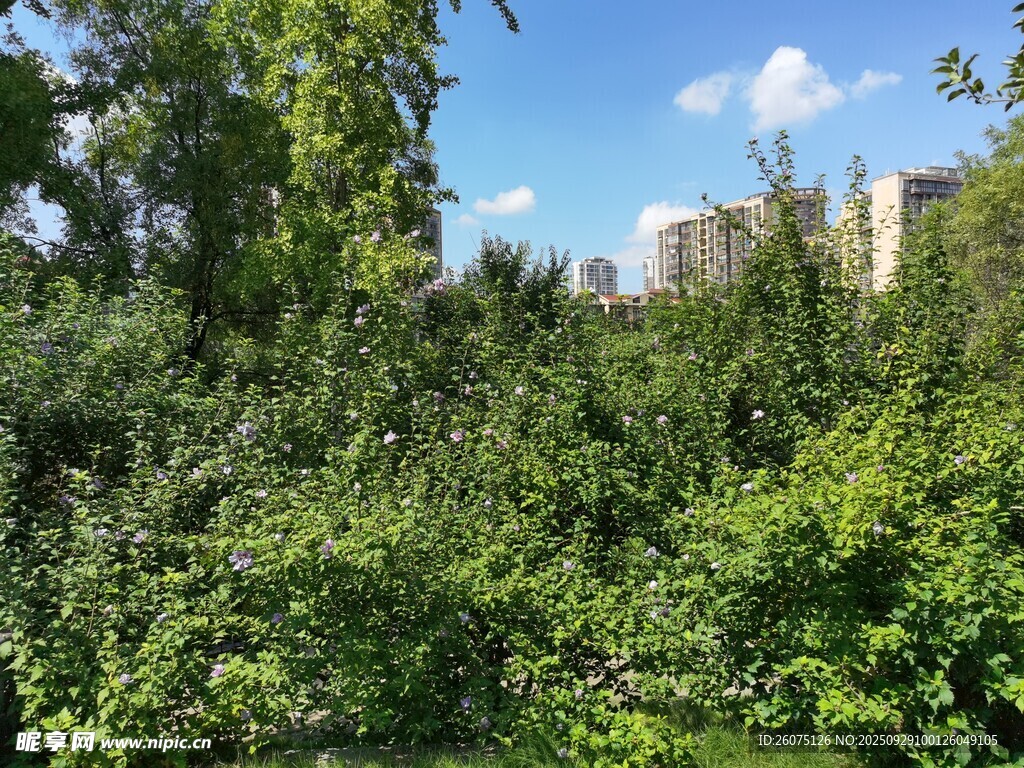 綠意盎然的戶外樹林景觀