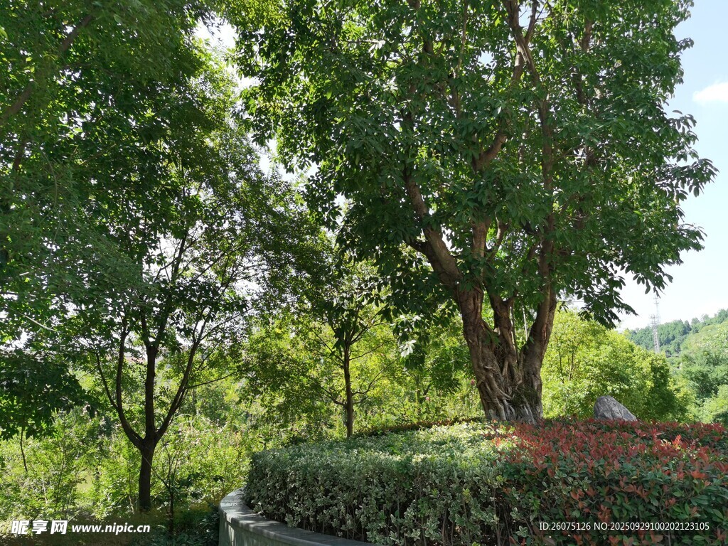 綠意盎然的公園樹木景觀