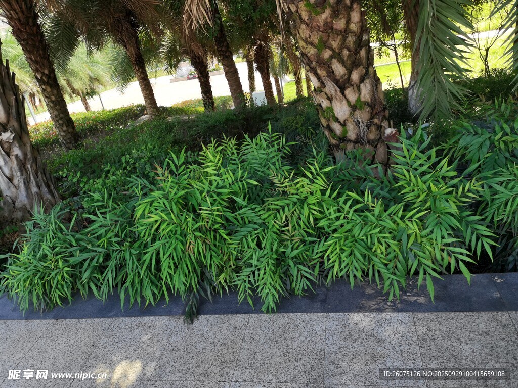 樹下翠綠植物景觀