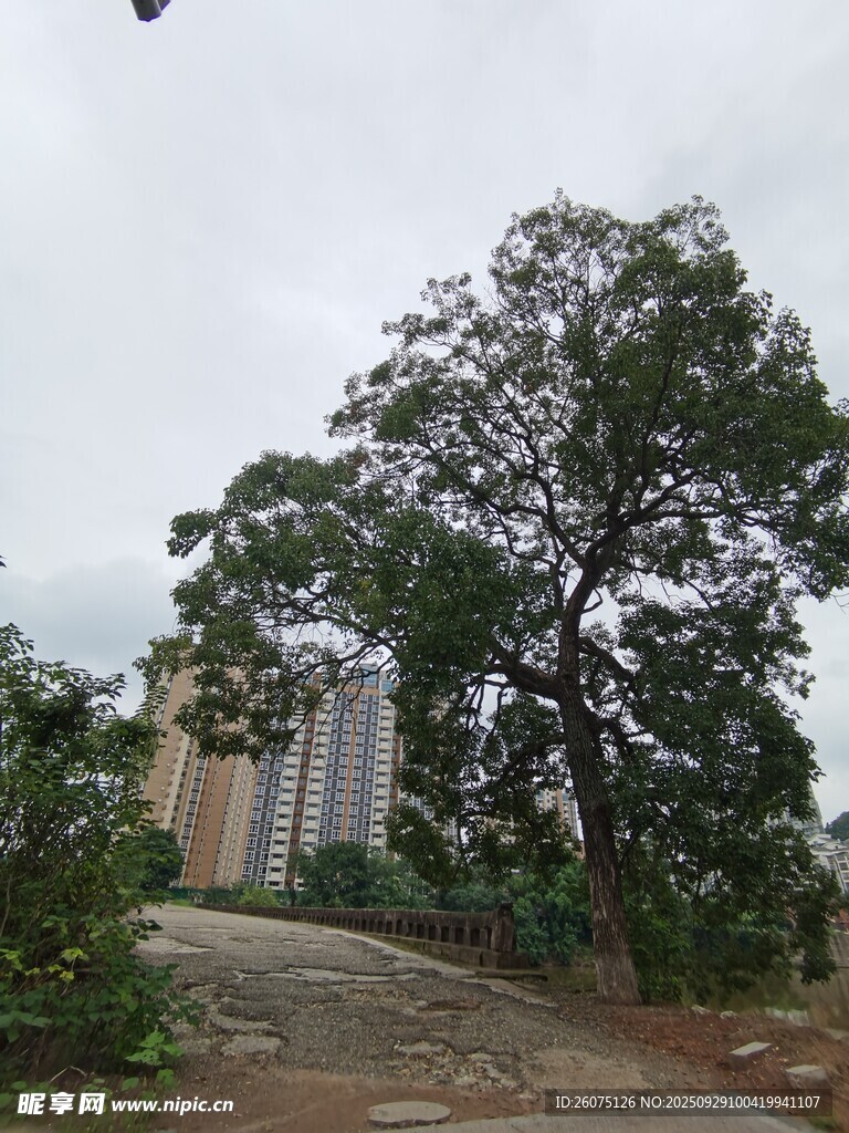 路邊茂盛大樹與遠處建筑