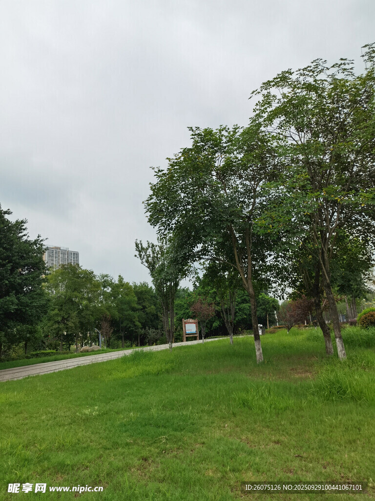 綠意盎然的戶外公園景色