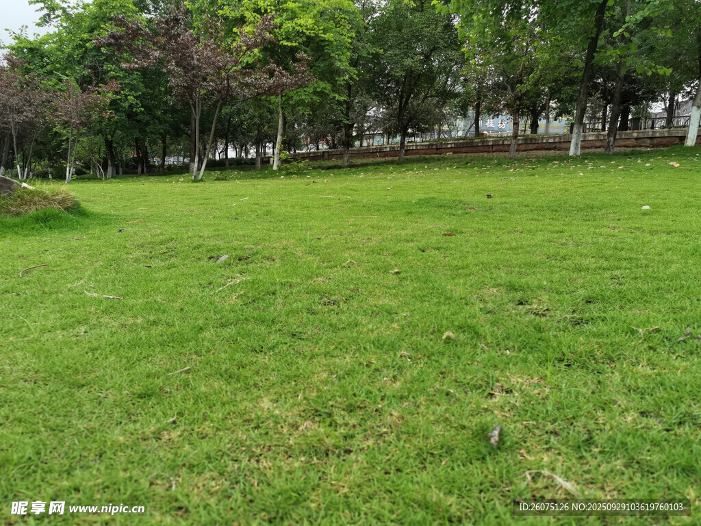 綠意盎然的開闊草地