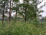 戶外樹林草地自然景象