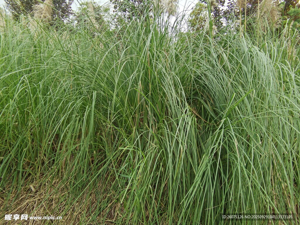 茂盛的野外綠色草叢