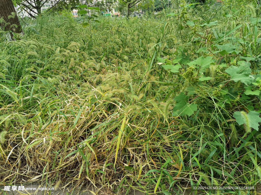 野外草地景觀