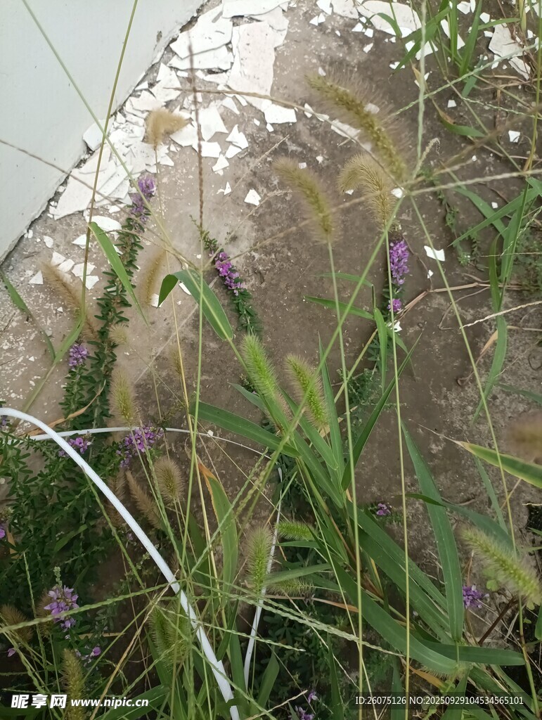 濕地中的紫色花朵與綠植