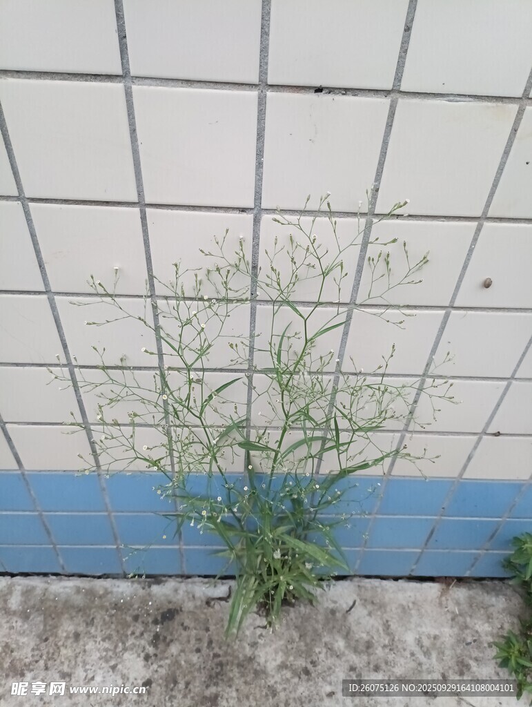 墻角生長的嫩綠植物