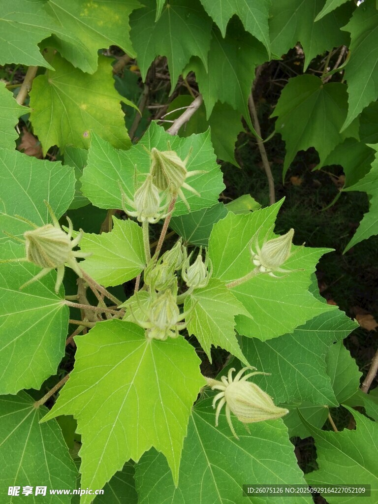 綠葉間的嫩花