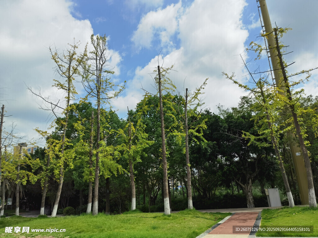 綠樹成蔭的公園景致