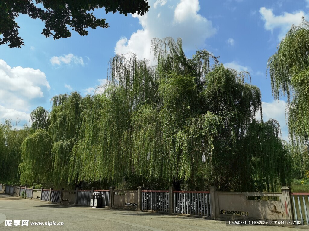 垂柳成蔭的寧靜戶外場景