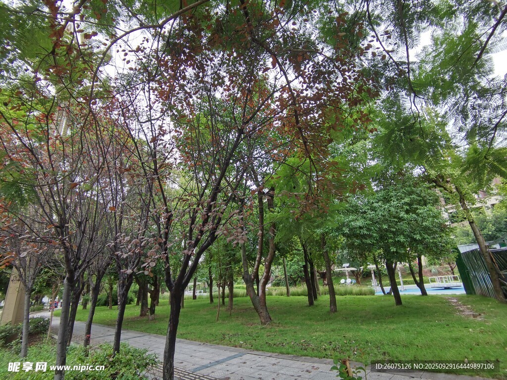 公園中的多彩樹木景觀