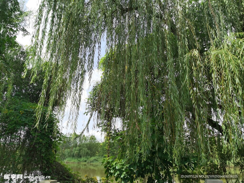 垂柳依依綠意盎然的景致