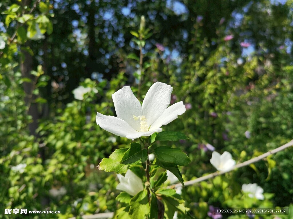 白色單花綻放于綠意間