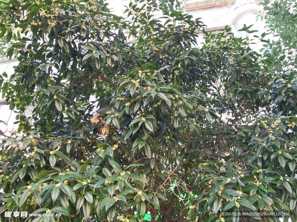 繁茂綠植生機(jī)盎然