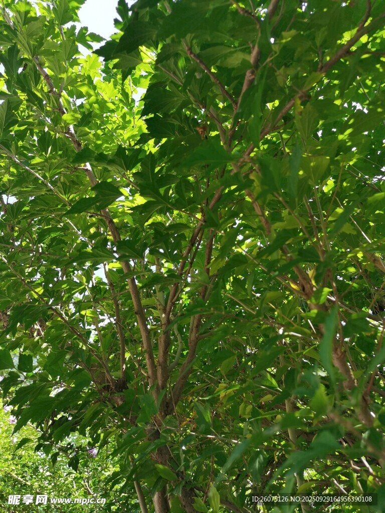 繁茂綠葉的生機景象