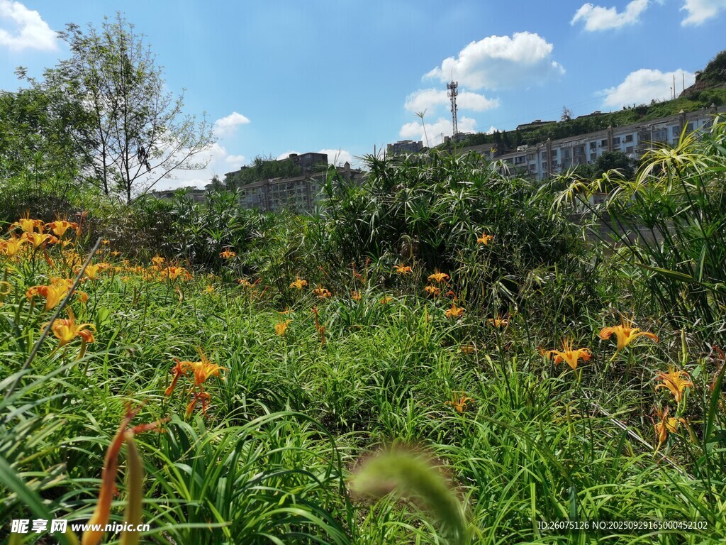野外繁茂花草景色