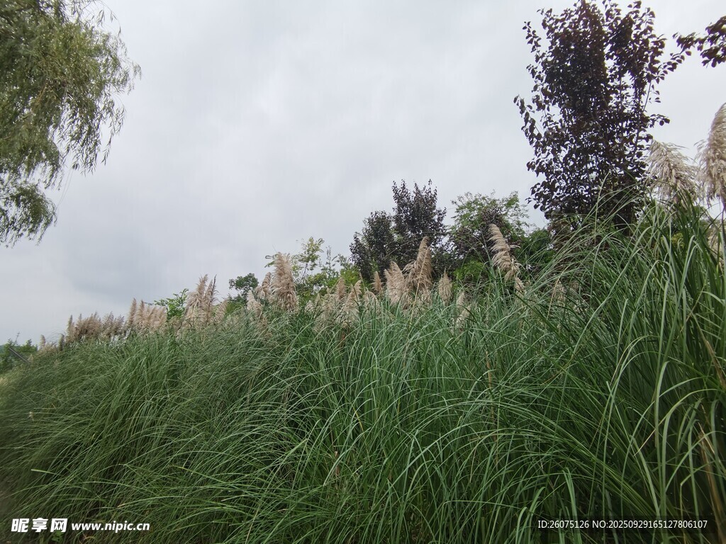 野外蔥郁草地與樹(shù)木景觀