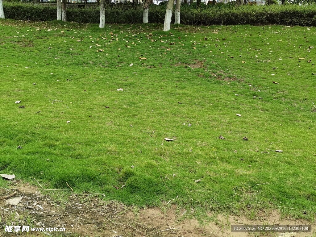 翠綠草地與遠(yuǎn)處圍欄景觀
