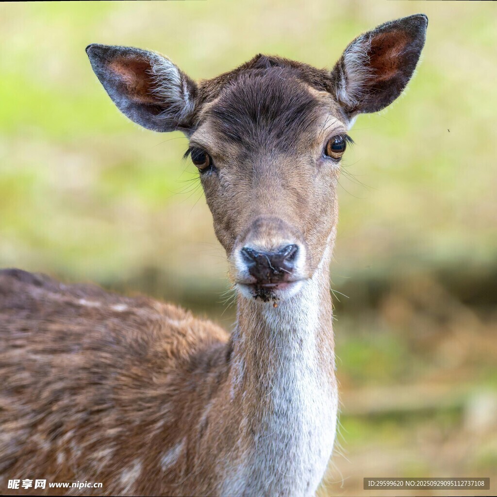 可愛(ài)小鹿特寫(xiě)