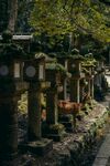 日本神社中的石燈籠與小鹿