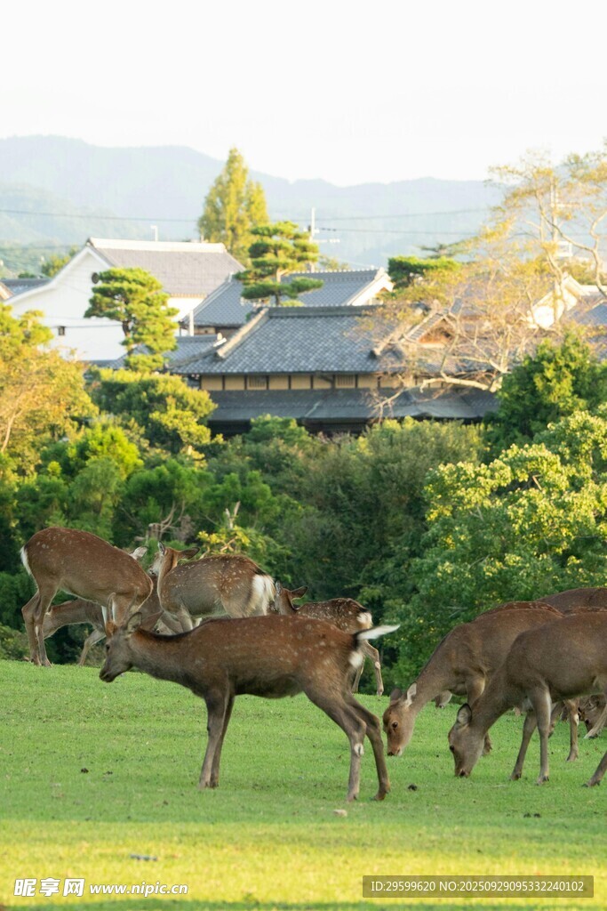 奈良草地漫步的悠閑小鹿
