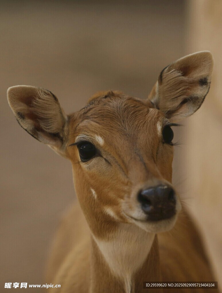 小鹿特寫