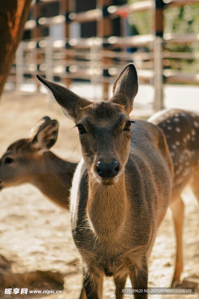 動物園里的可愛小鹿