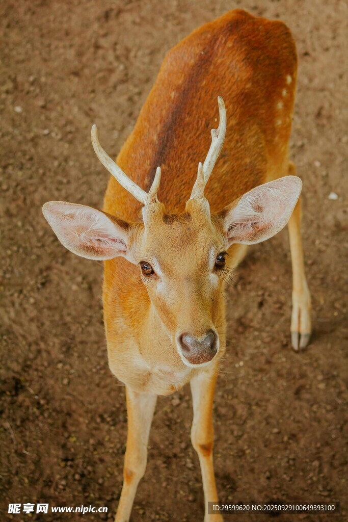 可愛小鹿特寫