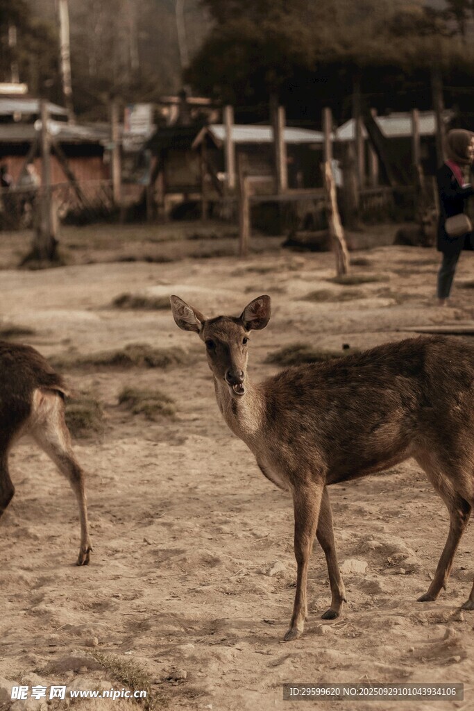 動(dòng)物園中站立的幾只小鹿