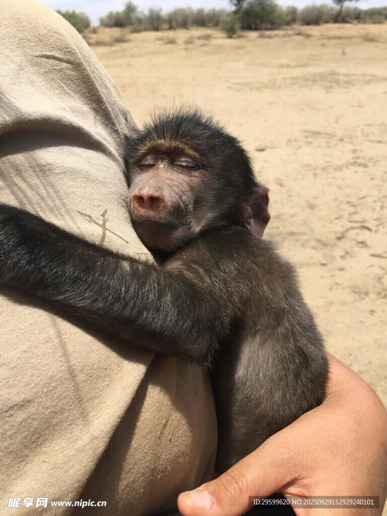 被人懷抱的可愛小猴子
