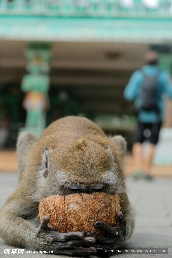猴子啃食椰子