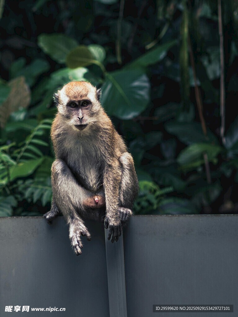 猴子坐于墻邊