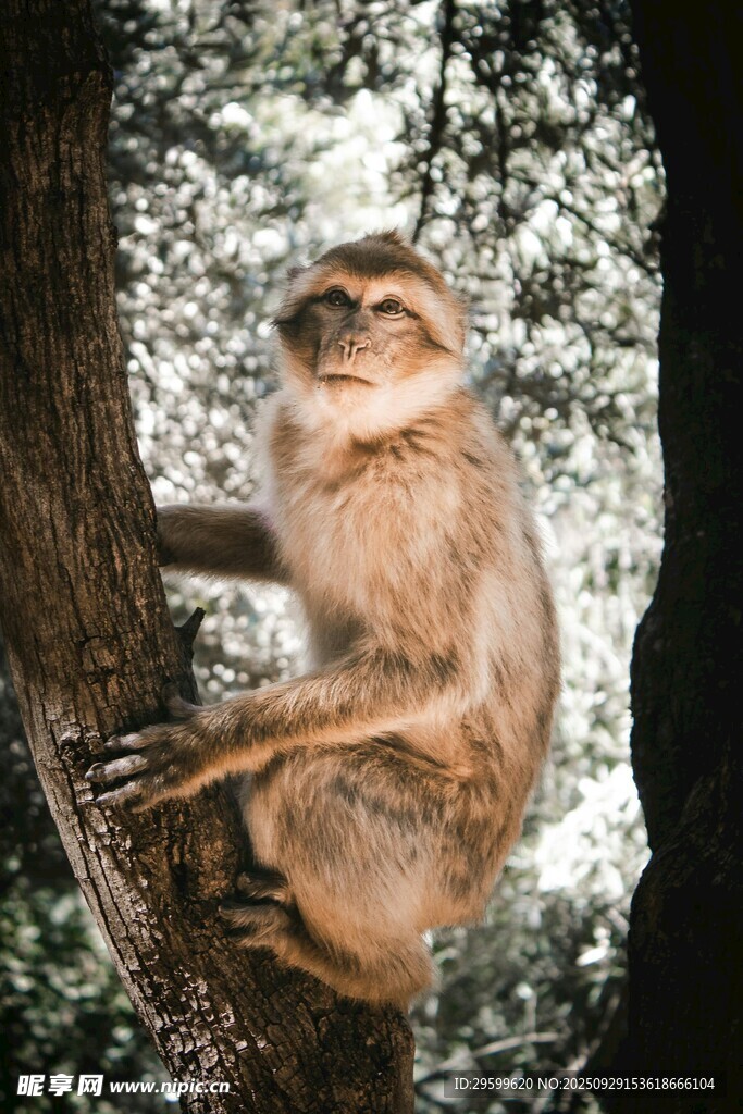 樹上的猴子