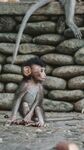 小猴子獨(dú)坐 