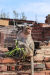 磚墻旁持綠植的猴子