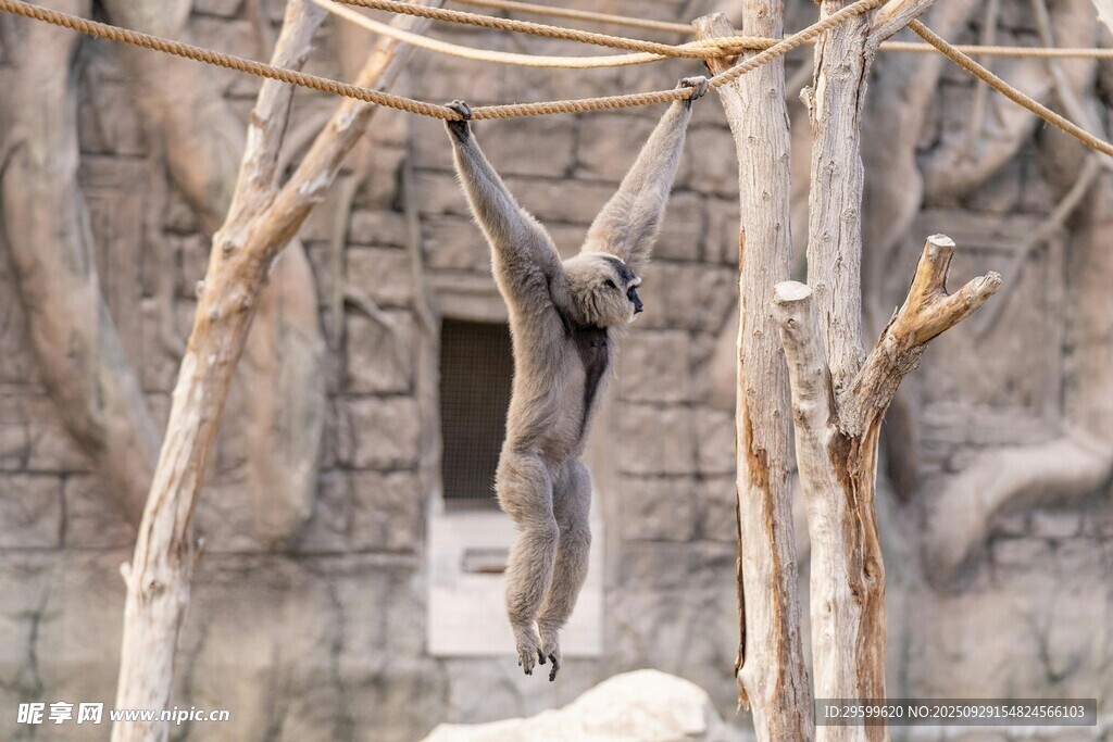 動物園內(nèi)的猴類棲息場景