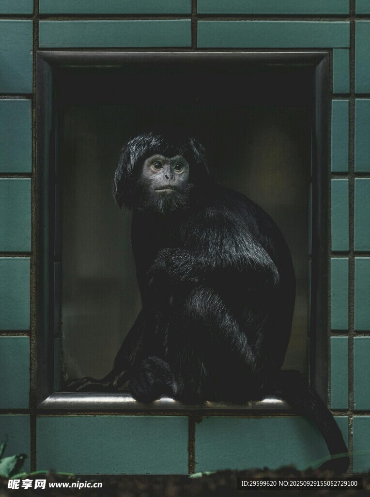 窗邊黑猴