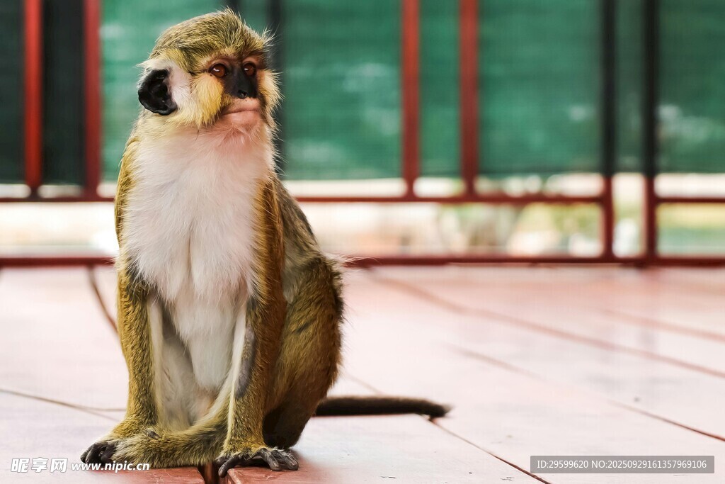 獨(dú)坐的猴子
