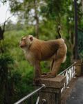 石欄上的猴子