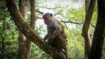 林間猴子坐于樹枝