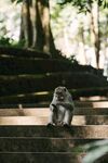 臺(tái)階上的猴子
