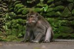 獨(dú)坐的猴子